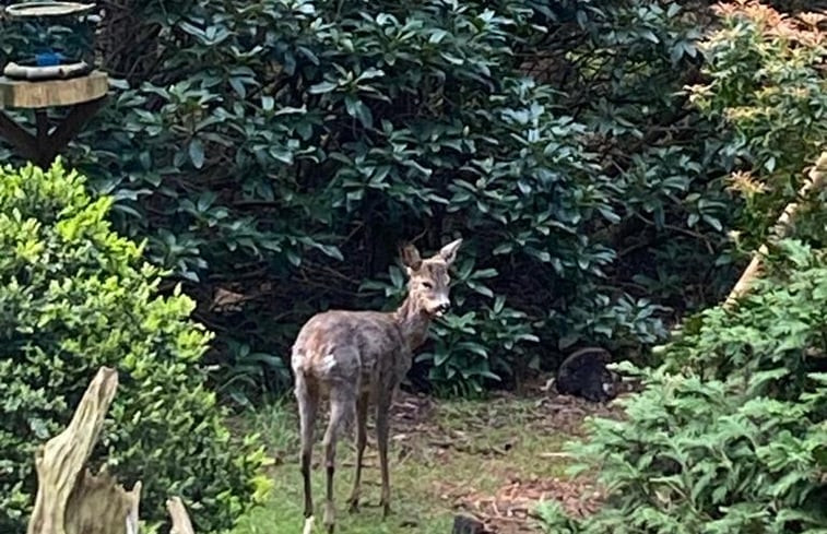 Natuurhuisje in Garderen