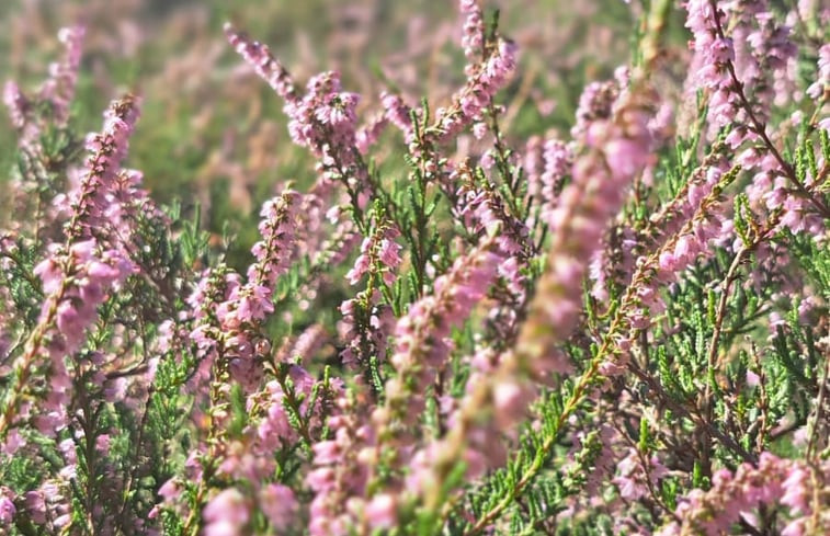 Natuurhuisje in Luttenberg