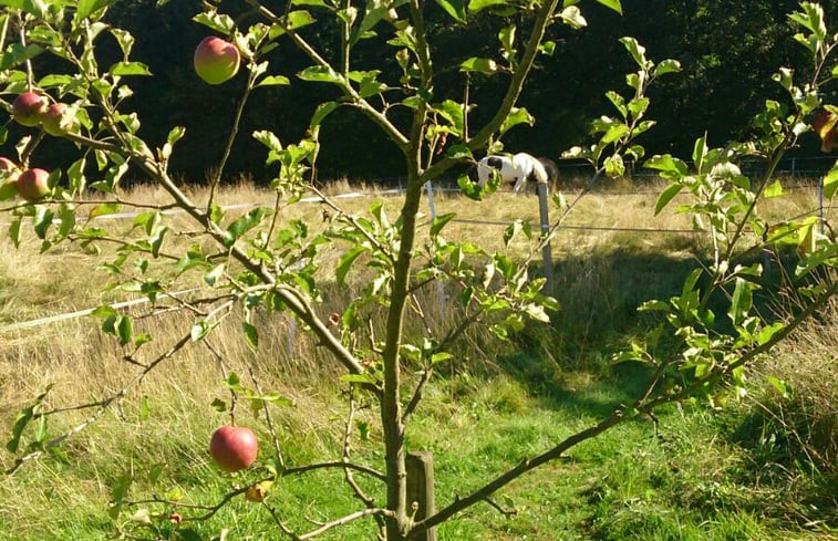 Natuurhuisje in Berlingen