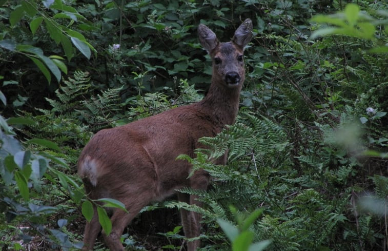 Natuurhuisje in de Lutte