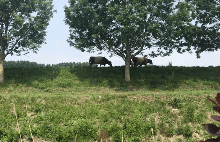 Natuurhuisje in Schoondijke