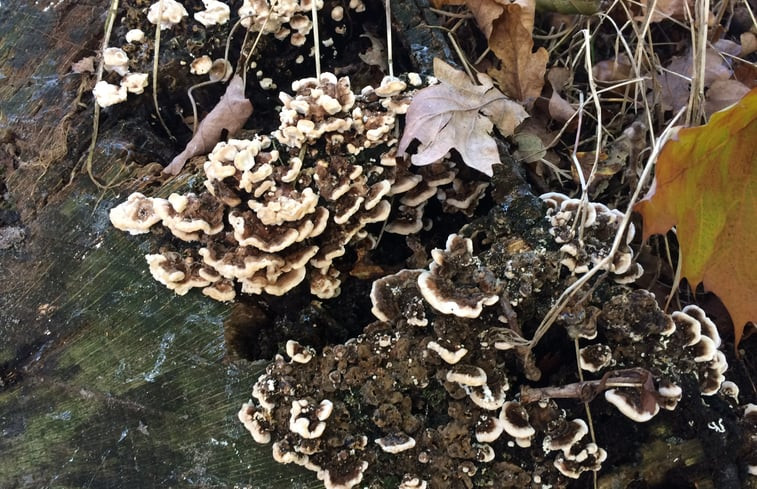 Natuurhuisje in Woudenberg