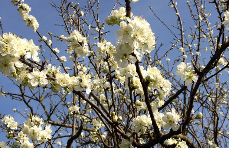 Natuurhuisje in Schalkwijk(Houten)