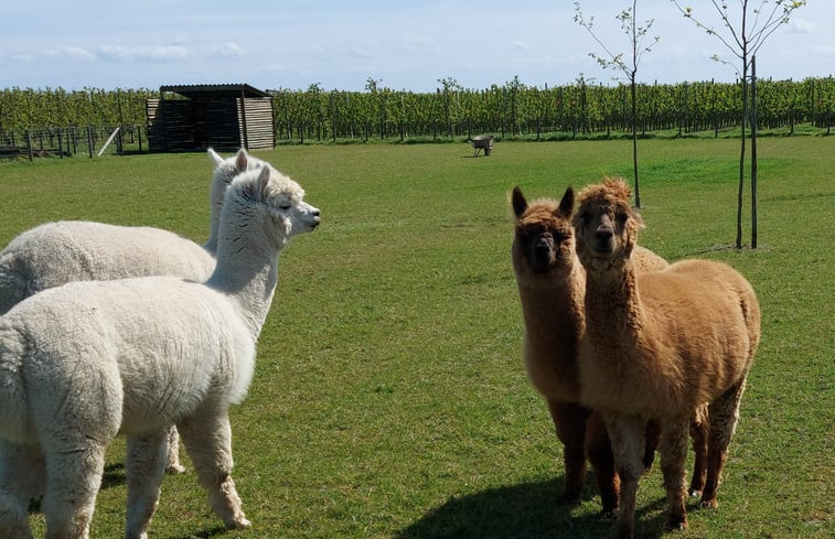 Natuurhuisje in Oosterblokker