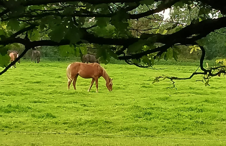 Natuurhuisje in Kollumerzwaag