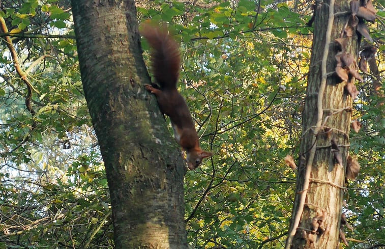 Natuurhuisje in Harfsen