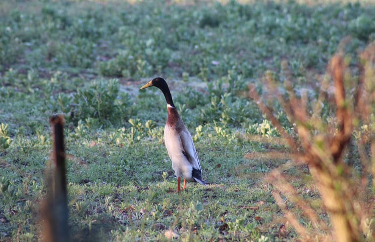 Natuurhuisje in La Membrolle sur Choisille