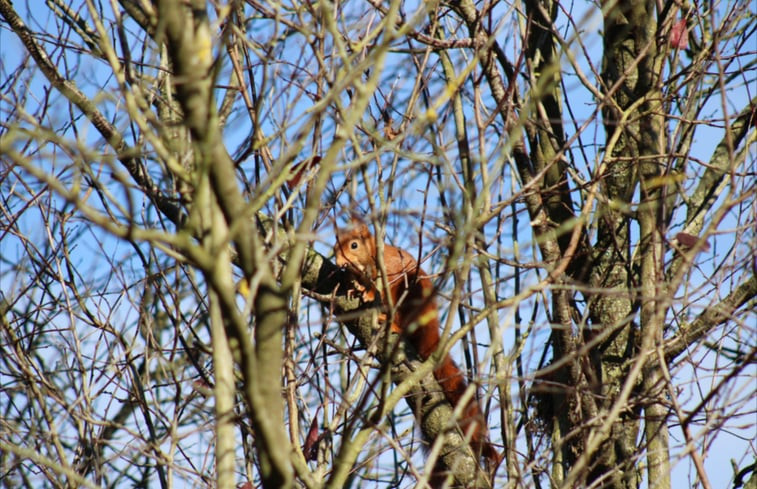 Natuurhuisje in Saint Maulvis