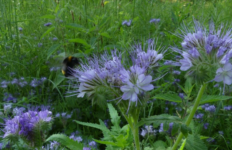 Natuurhuisje in Sieuras