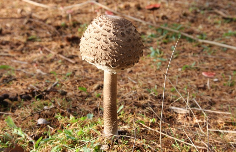 Natuurhuisje in Lochem