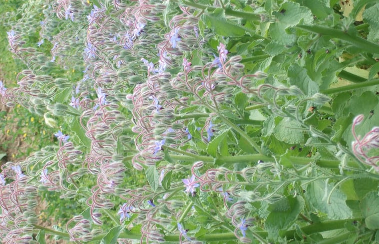 Natuurhuisje in BOSSUS LES RUMIGNY