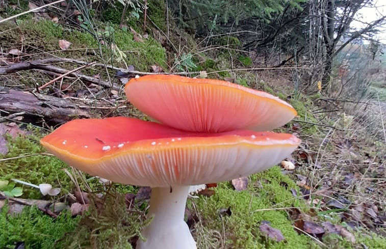 Natuurhuisje in Schmallenberg-Dorlar