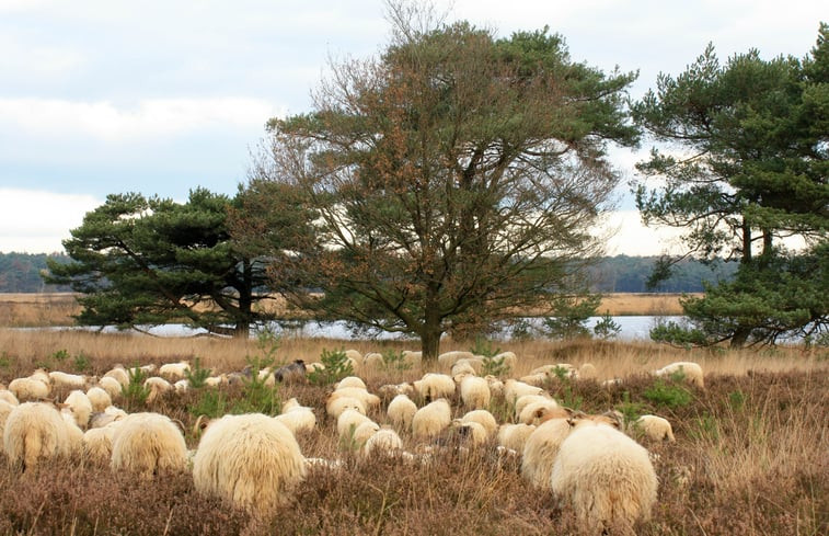 Natuurhuisje in Ansen