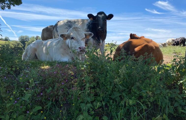 Natuurhuisje in LA ROCHE EN ARDENNE