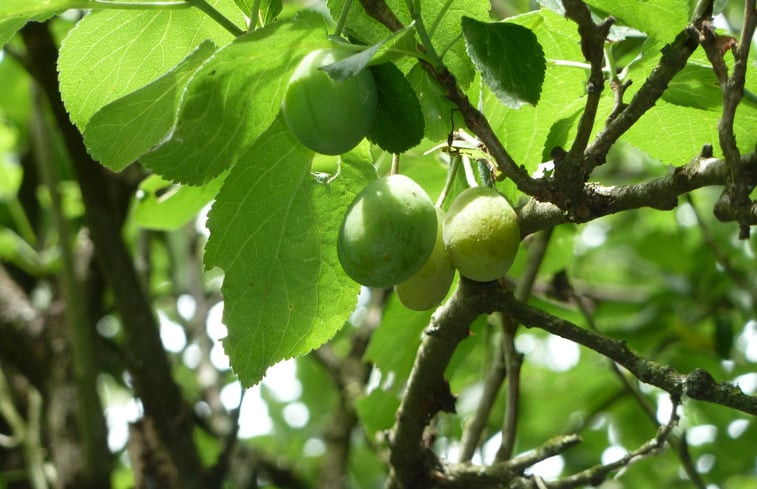 Natuurhuisje in Doische