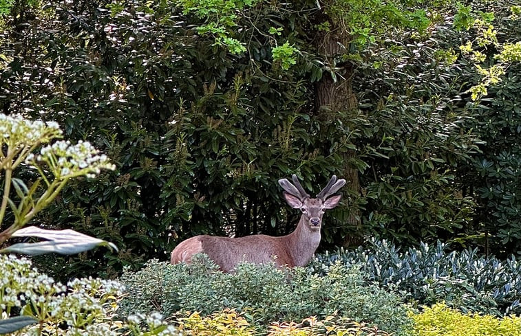 Natuurhuisje in Epe