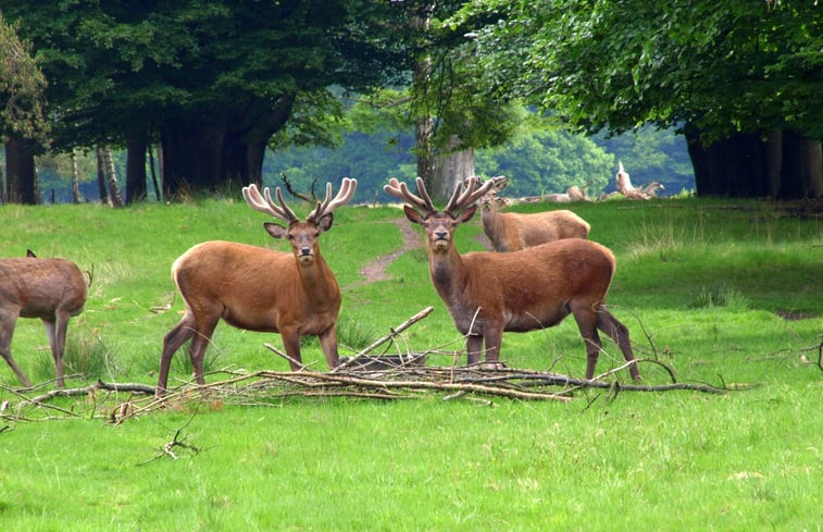 Natuurhuisje in Ermelo