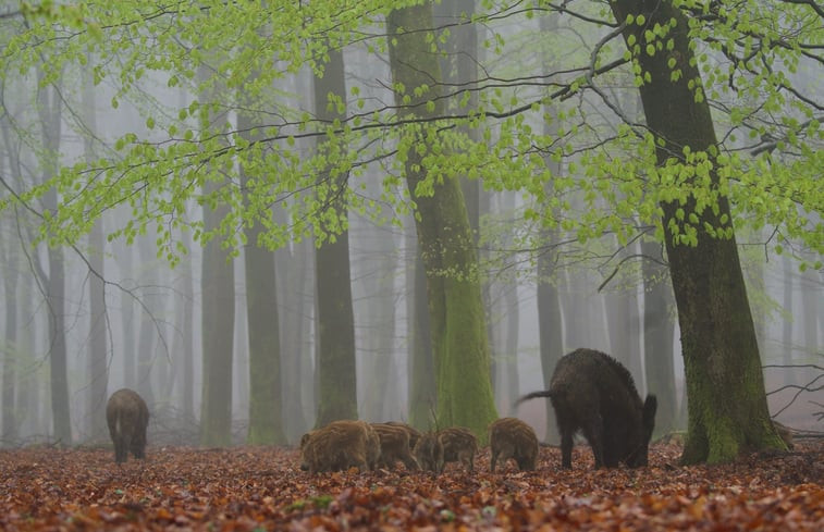 Natuurhuisje in Wissel bij Epe