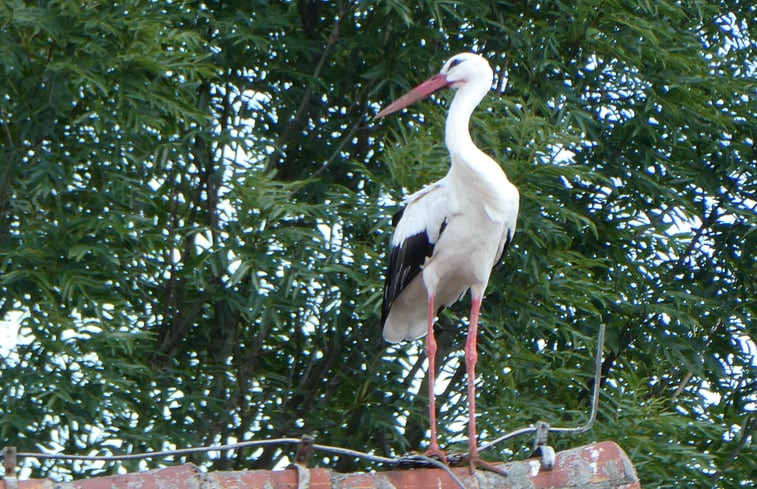 Natuurhuisje in Karstädt OT Laaslich