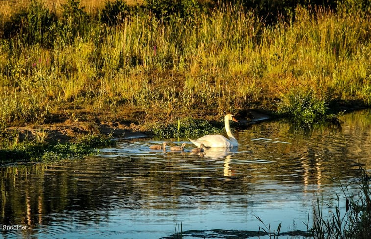 Natuurhuisje in Bornerbroek