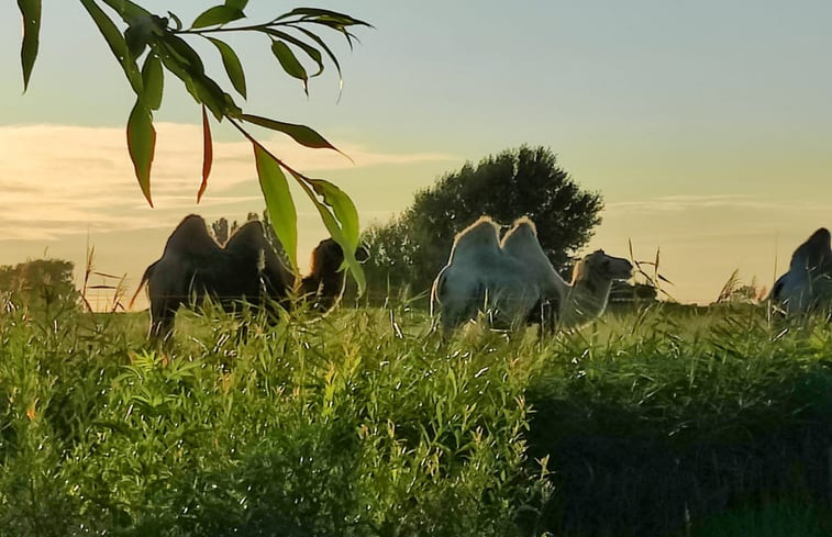 Natuurhuisje in Zaamslag