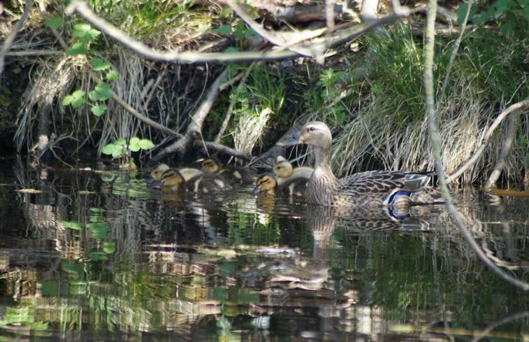 Natuurhuisje in Zegveld