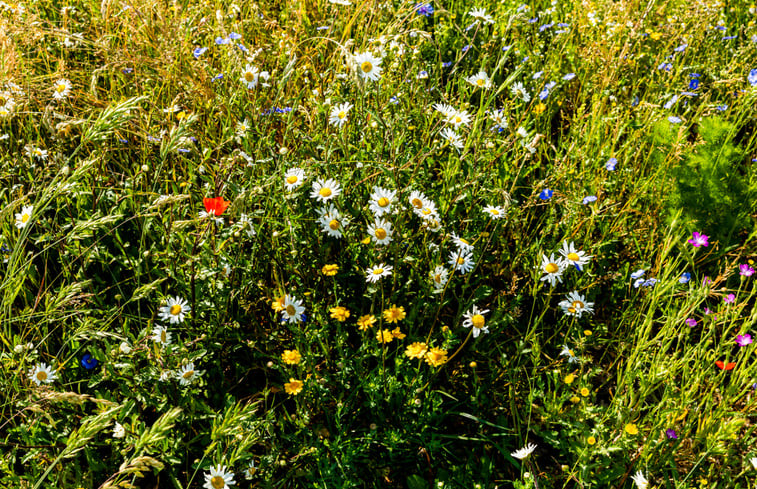 Natuurhuisje in Beverwijk