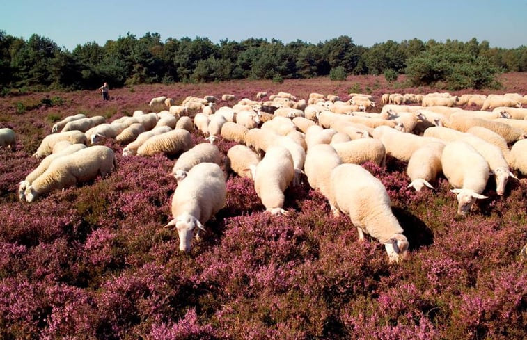 Natuurhuisje in Lemele