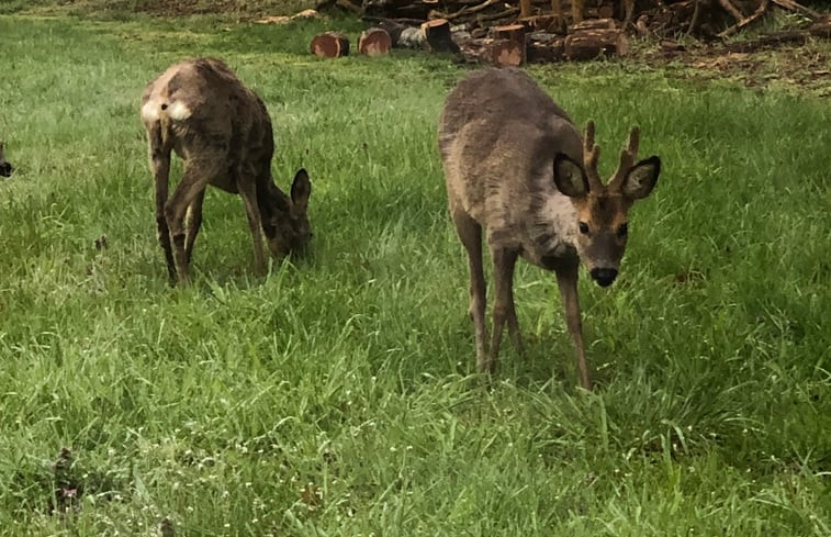 Natuurhuisje in Ruinen