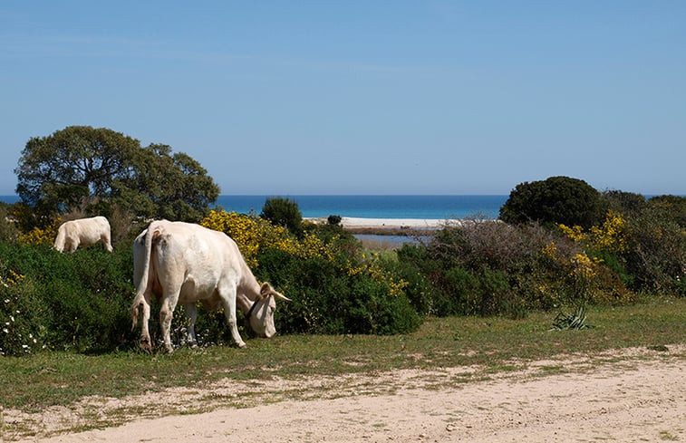 Natuurhuisje in Orosei / Cala Liberotto