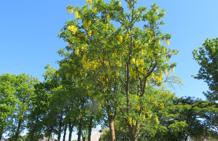 Natuurhuisje in Doornspijk