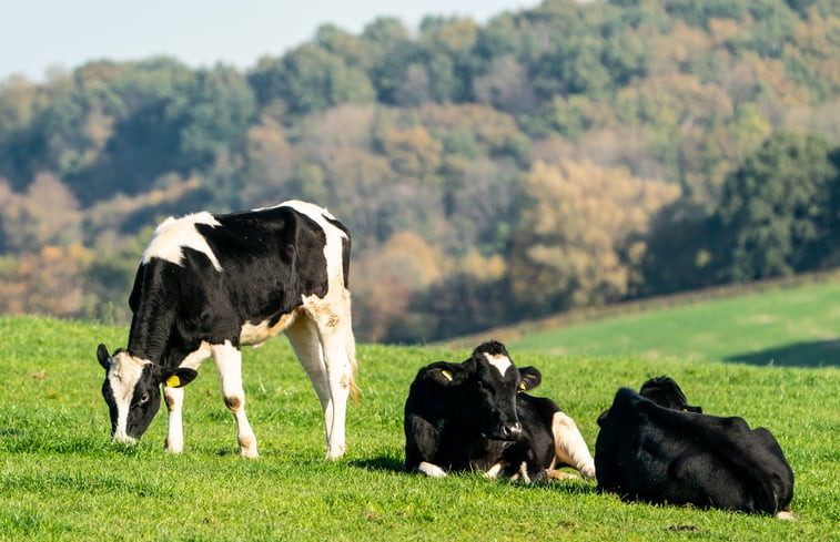 Natuurhuisje in Gulpen