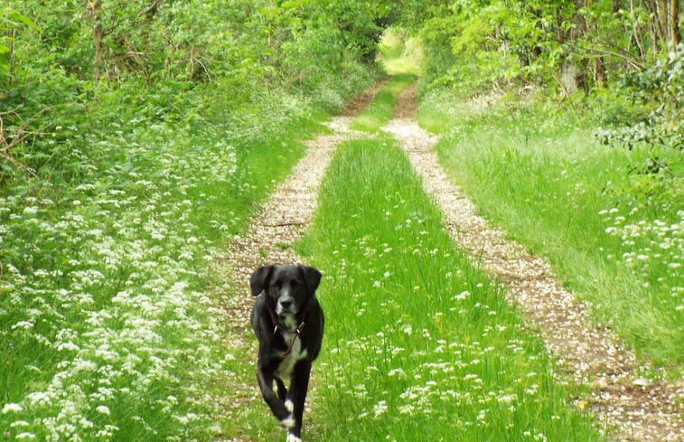 Natuurhuisje in Busserolles