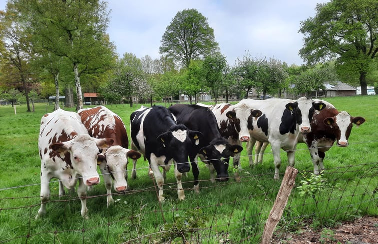 Natuurhuisje in Dwingeloo