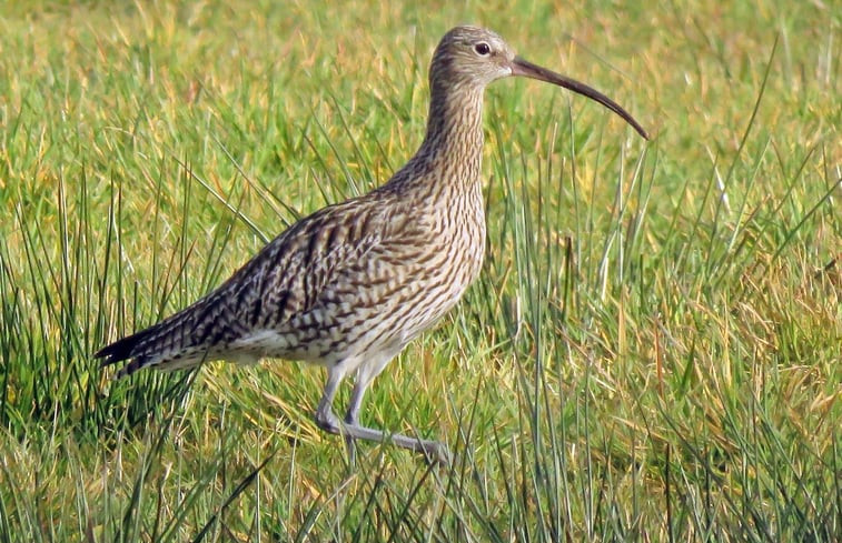 Natuurhuisje in Rijssen