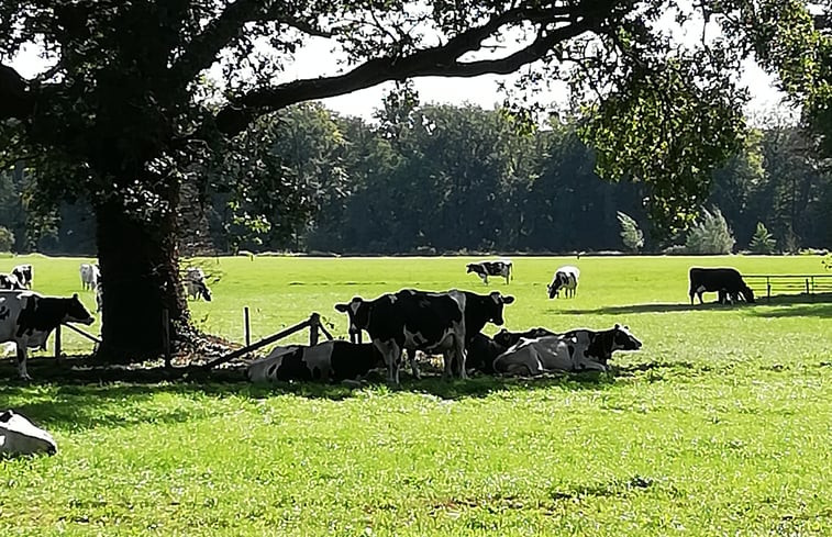 Natuurhuisje in Joppe