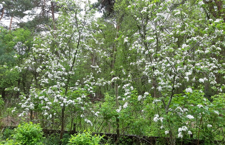 Natuurhuisje in IJhorst