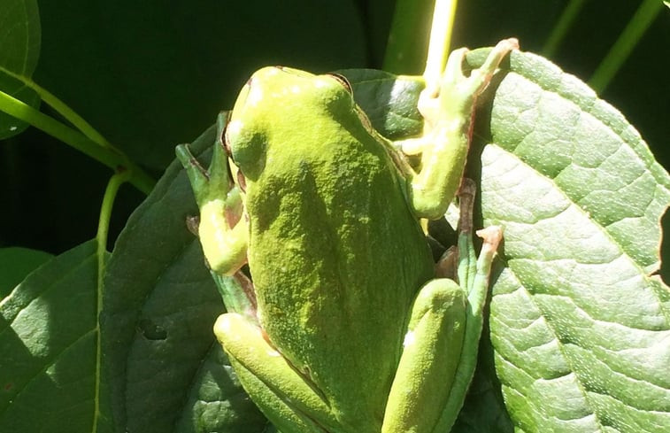 Natuurhuisje in Malleret-Boussac