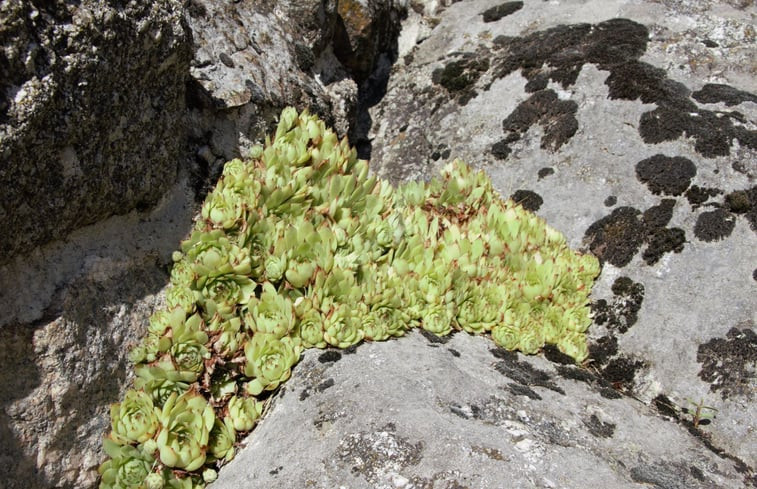 Natuurhuisje in Sablières ( Le Mas )