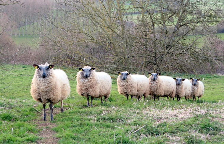 Natuurhuisje in Chevillé