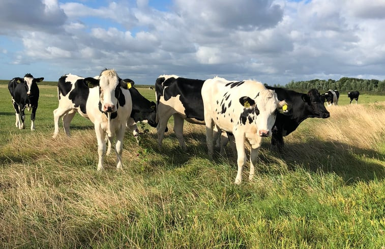 Natuurhuisje in Schiermonnikoog