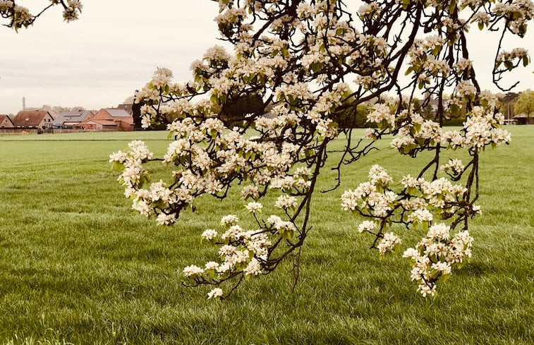 Natuurhuisje in Peer