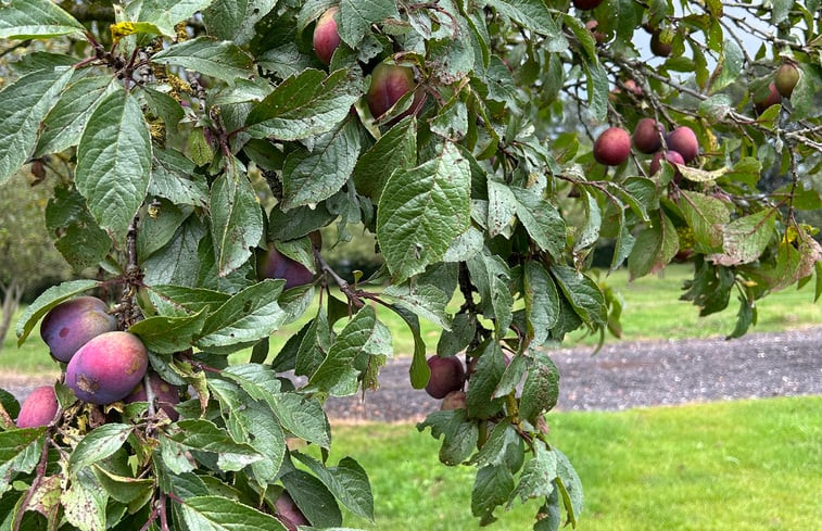 Natuurhuisje in Ureterp