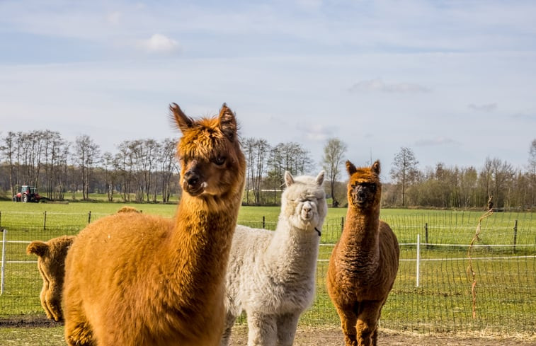 Natuurhuisje in Markelo