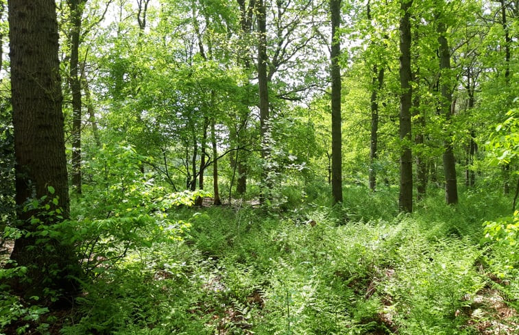 Natuurhuisje in IJhorst