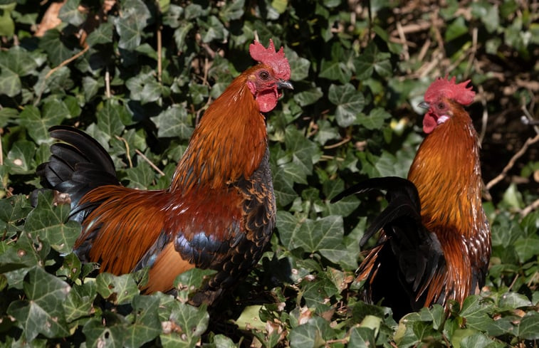 Natuurhuisje in Eijsden-Margraten