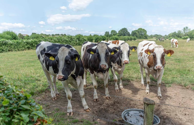 Natuurhuisje in Oeffelt