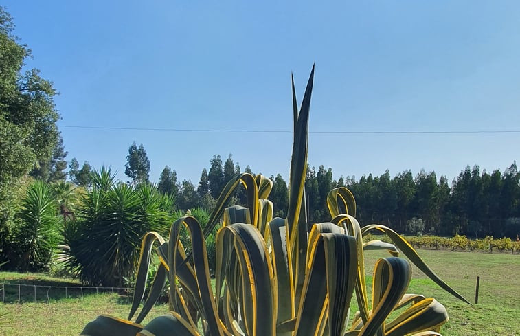 Natuurhuisje in Lameiras, Paio Mendes, Ferreira do Zêzere