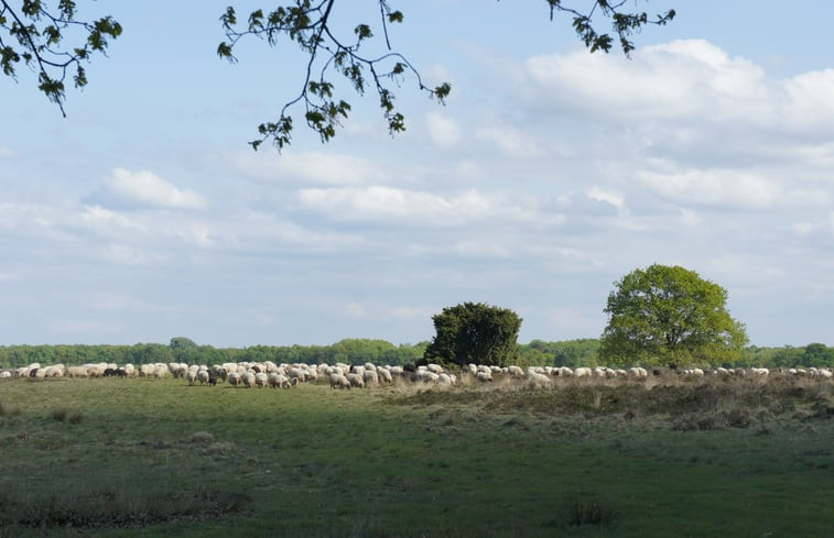 Natuurhuisje in Ruinen