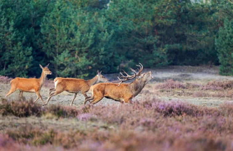 Natuurhuisje in Putten